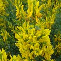Genista tinctoria fleur